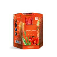 Тюльпаны Салют купить в Сосновом Боре Ленинградской области | sosnovyjborleningradskaya.salutsklad.ru